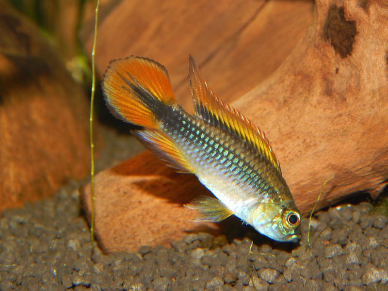 Agassizii Male Day 1.jpg
