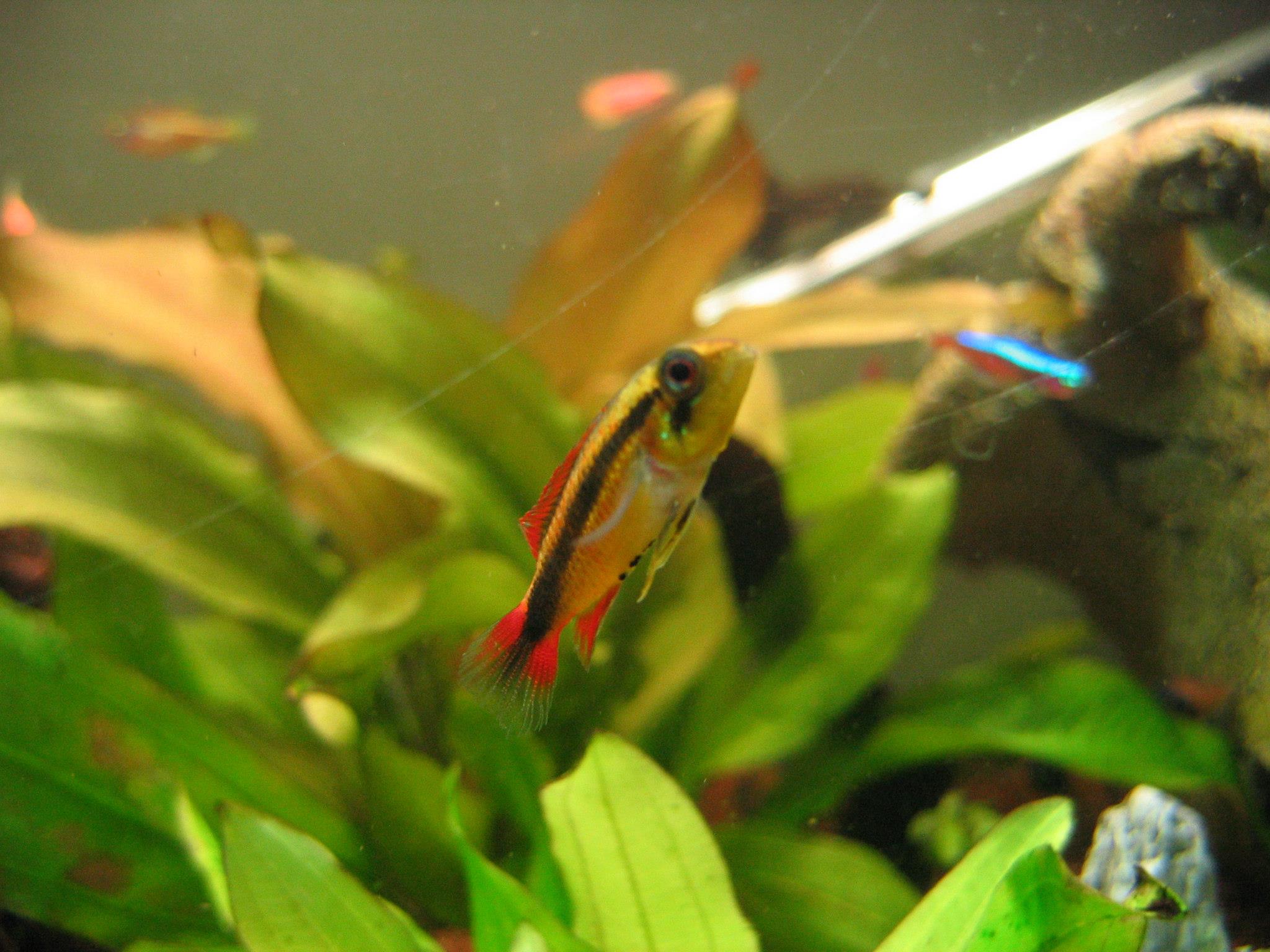 agassizzii_female_red2.jpg