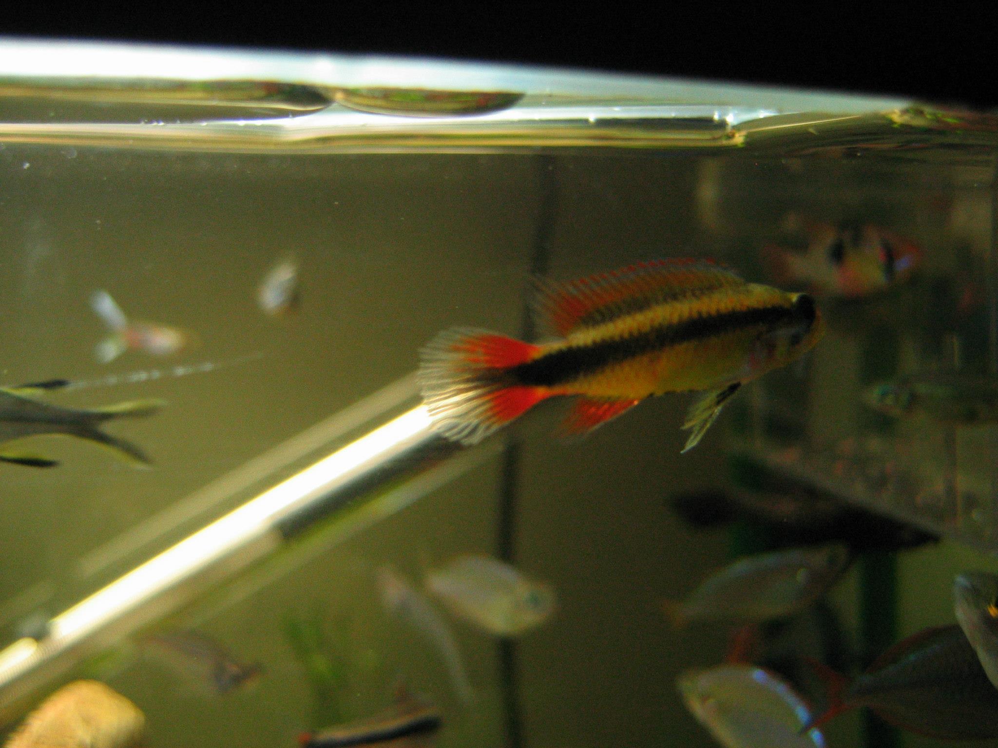 agassizzii_female_red3.jpg
