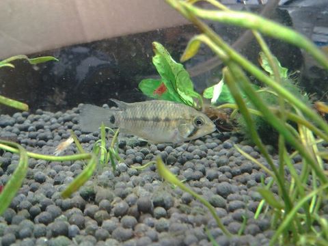 apisto 2.jpg