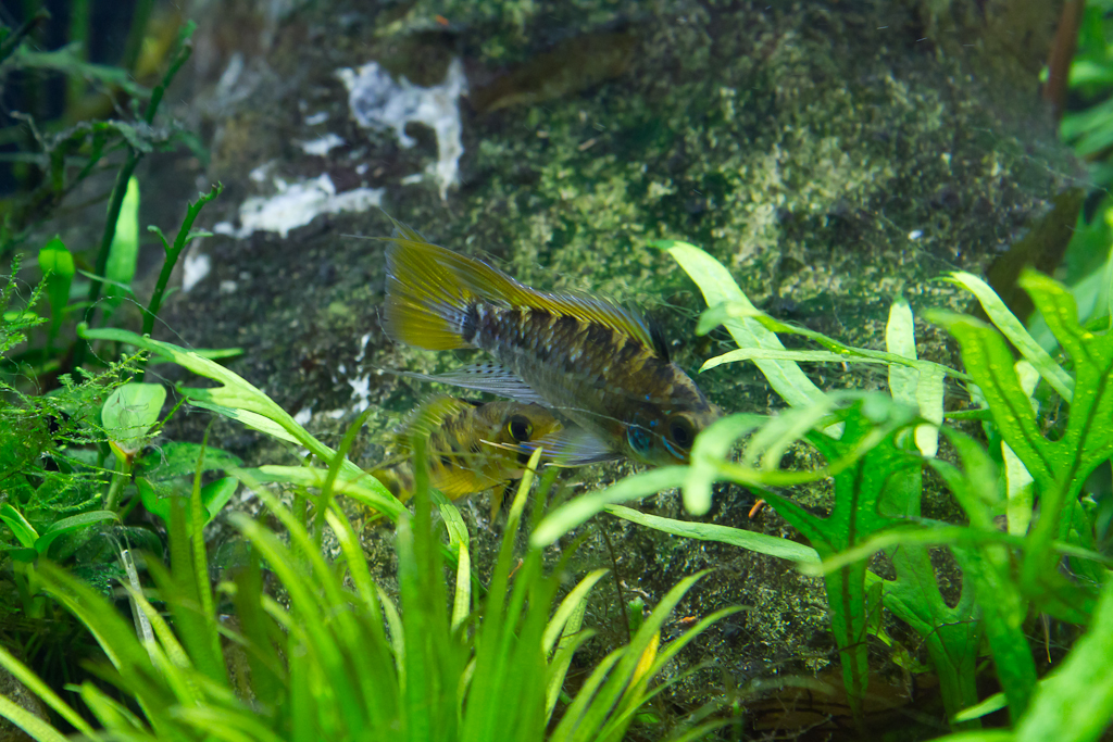 apisto breeding (1 of 4).jpg