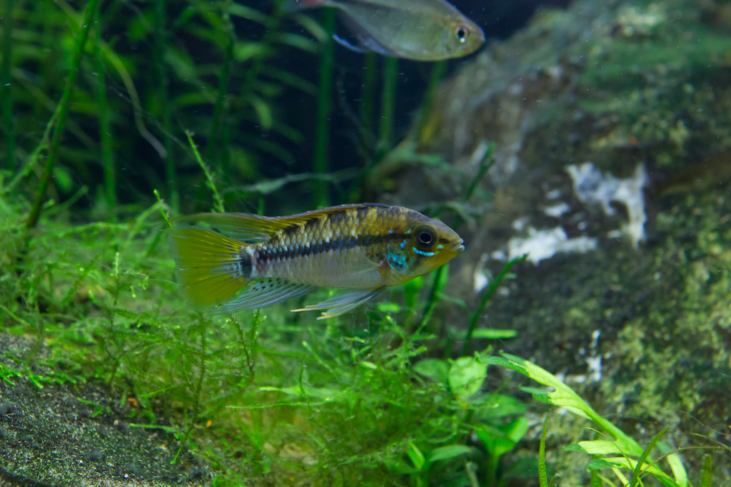 apisto breeding (2 of 4).jpg