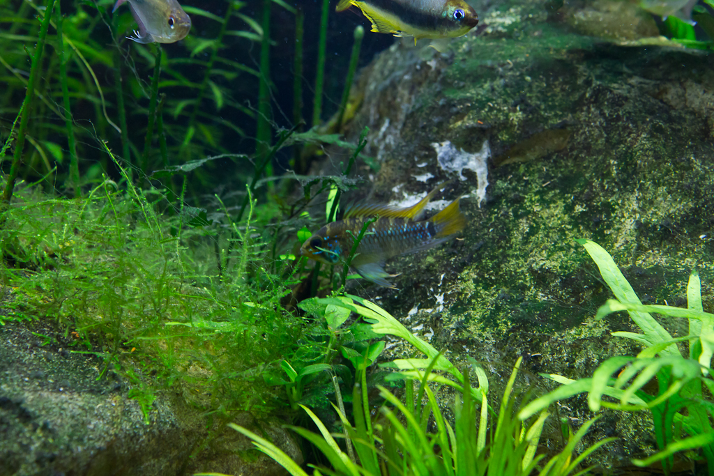 apisto breeding (3 of 4).jpg