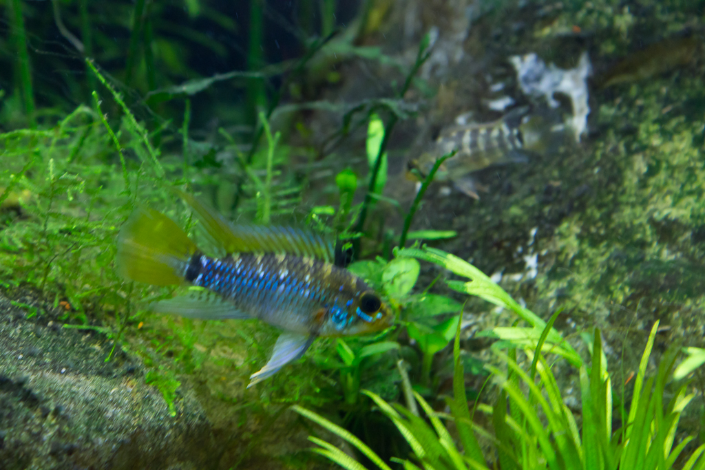 apisto breeding (4 of 4).jpg