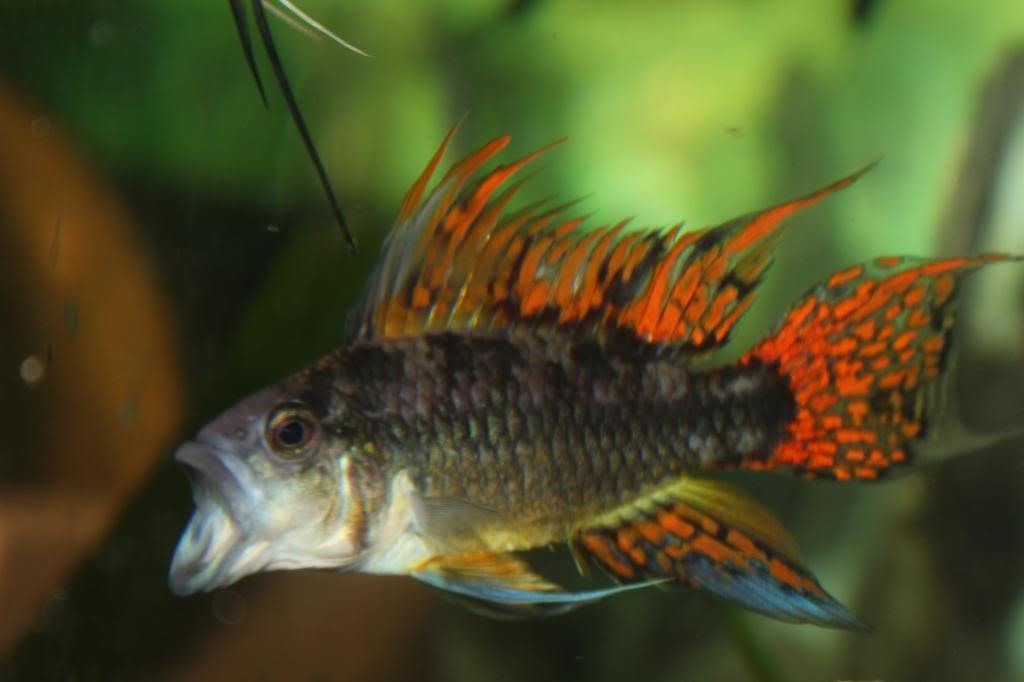 apisto father.jpg