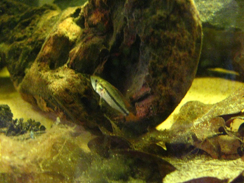 Apisto Fry 001.JPG