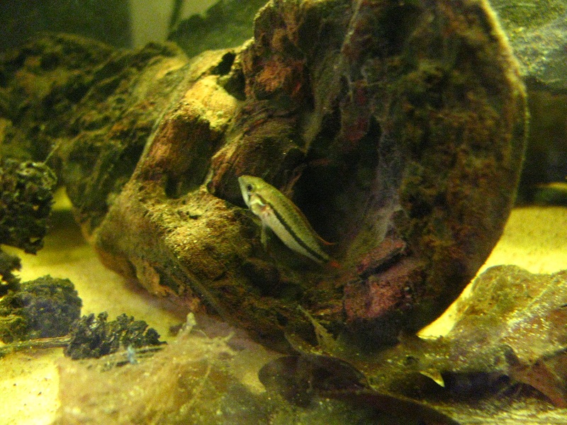 Apisto Fry 002.JPG