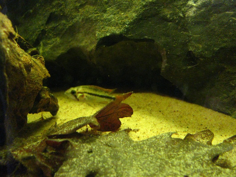 Apisto Fry 003.JPG