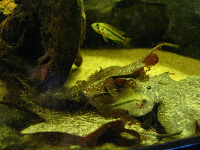 Apisto Fry 005.JPG