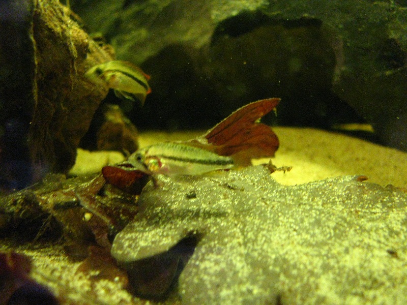 Apisto Fry 007.JPG