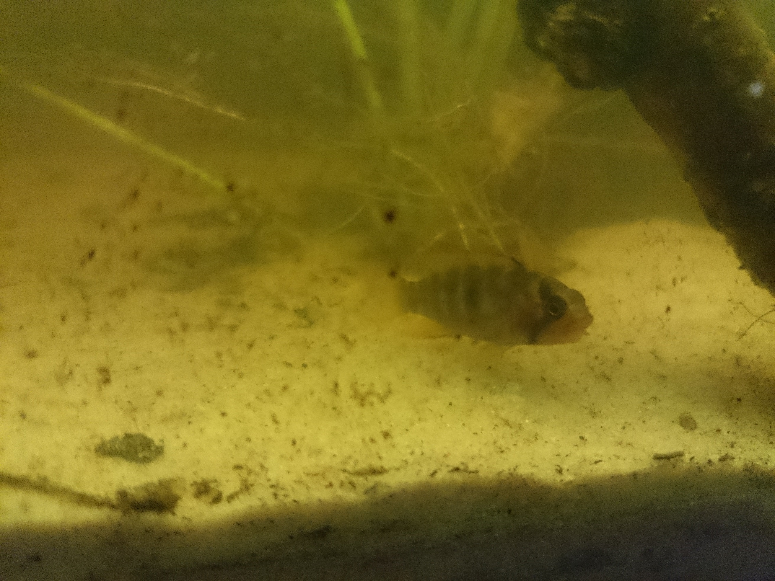 Apisto hybrid.jpg