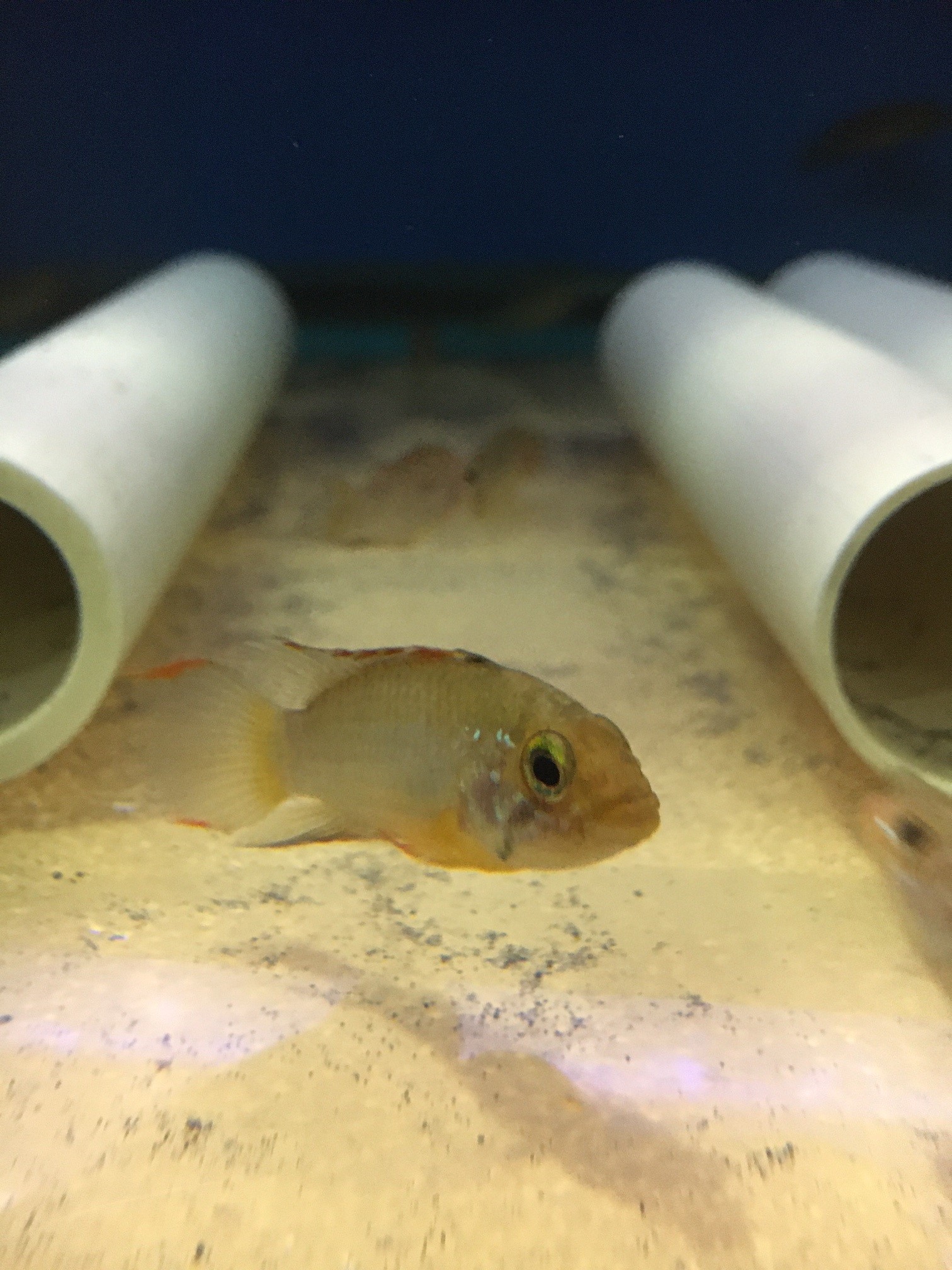 apisto.jpg