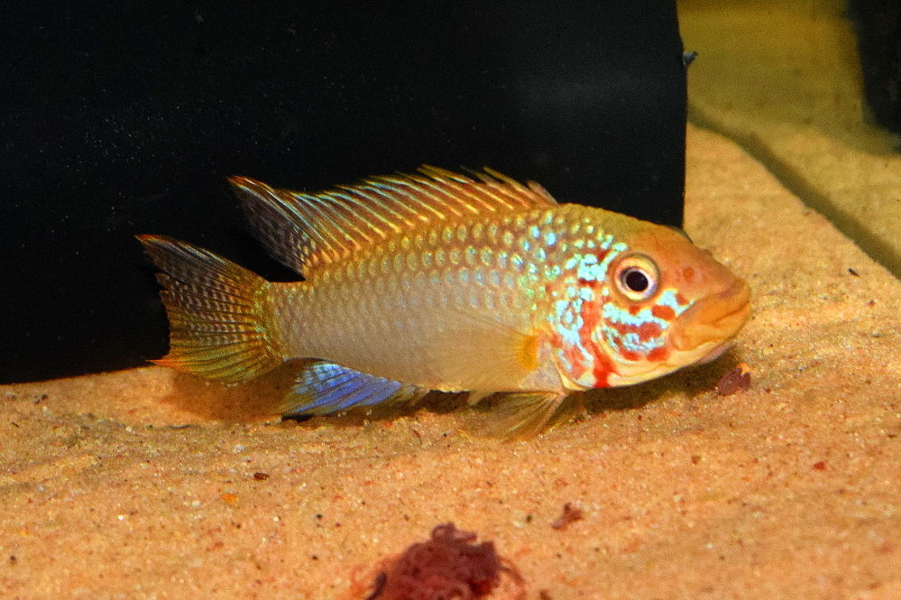 Apisto.jpg