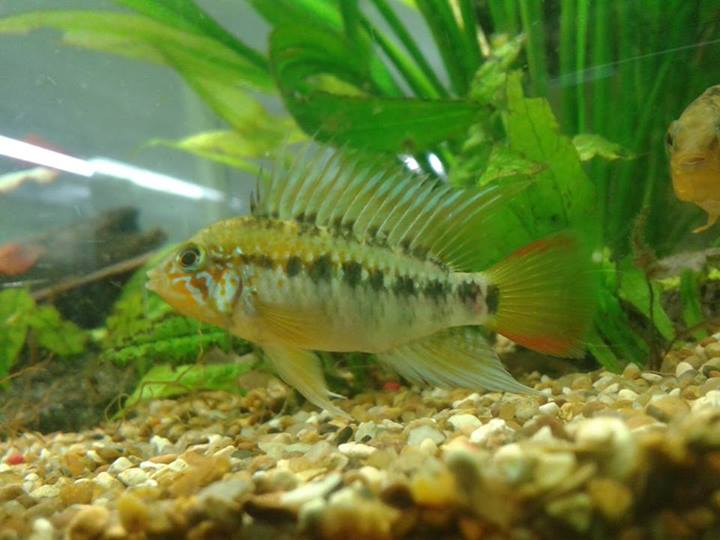 apisto male.jpg