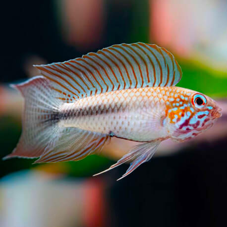 apistogramma-lineata-atapabo-red-line-s-le-couple-sauvage-colombie.jpg