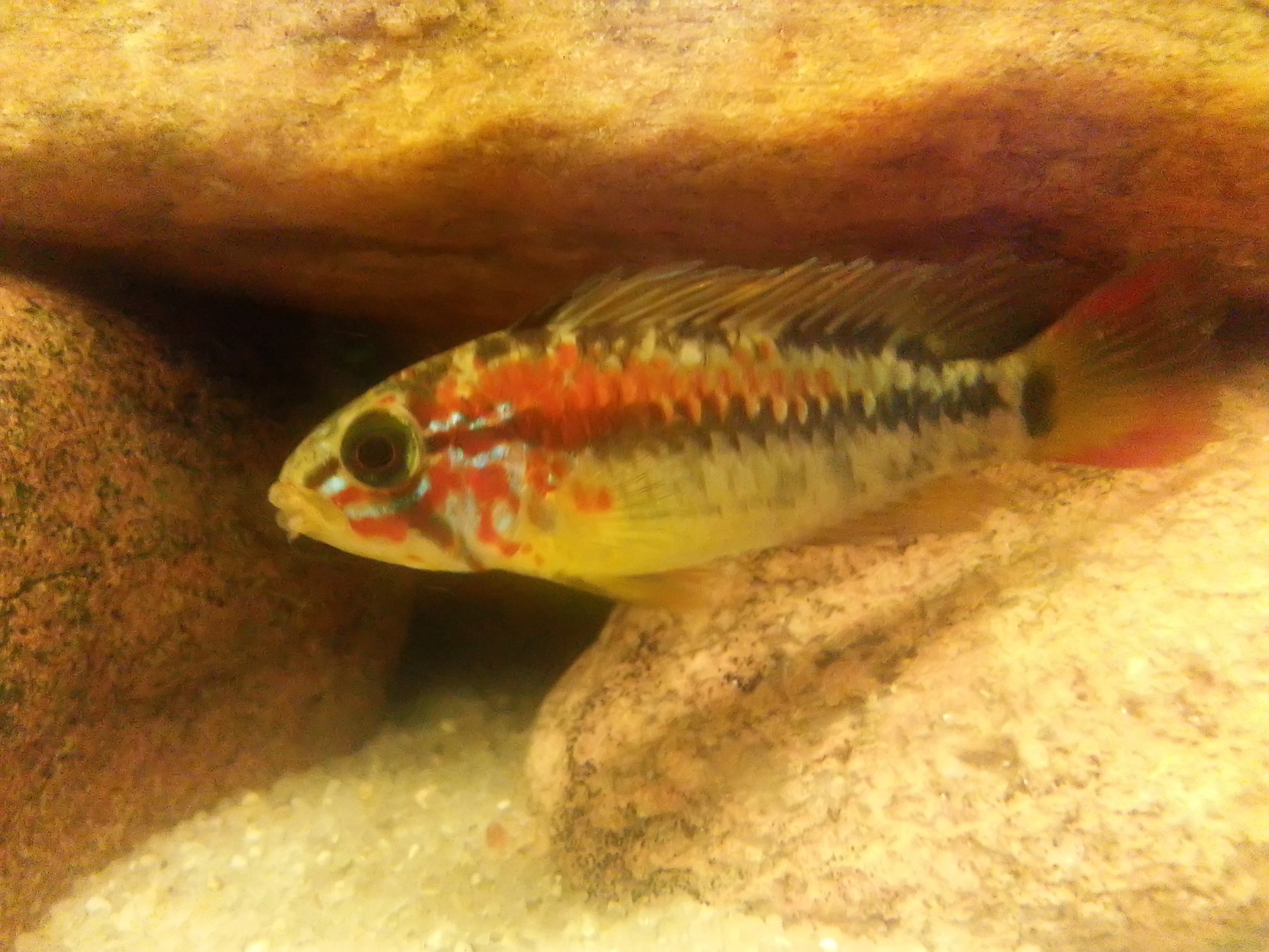 Apistogramma1.jpg