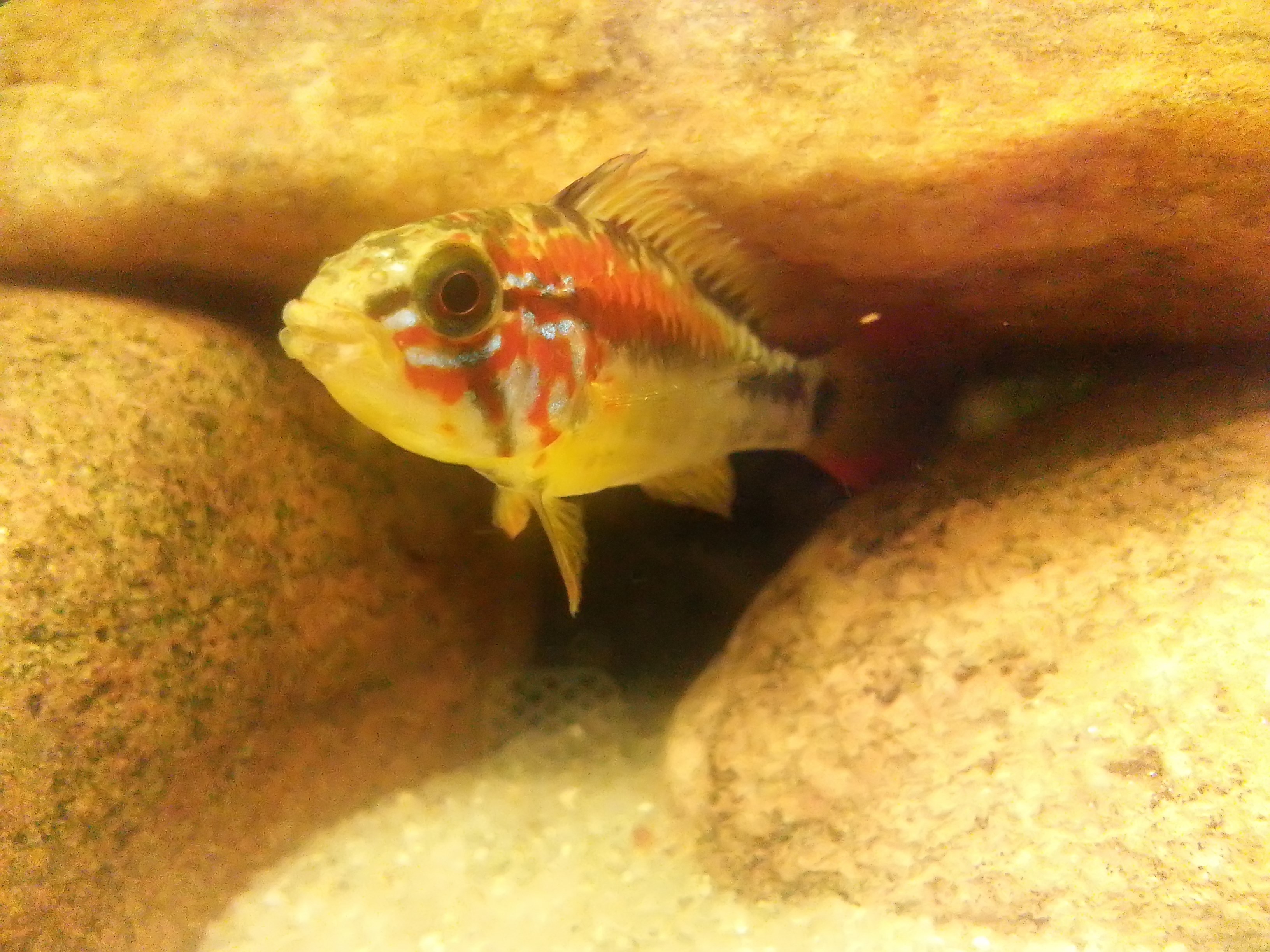 Apistogramma2.jpg