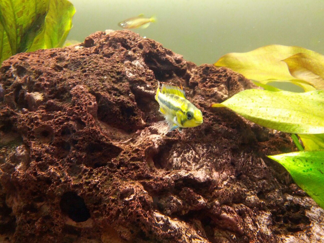 cacatuoide_orange_female1.jpg