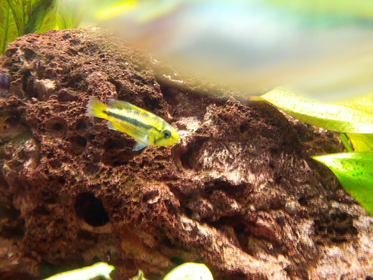 cacatuoide_orange_female2.jpg