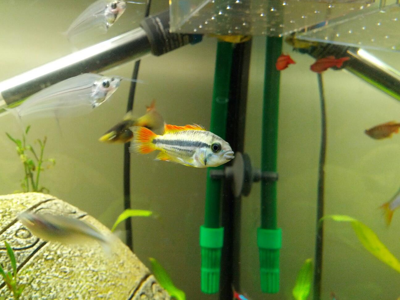 cacatuoide_orange_male2.jpg