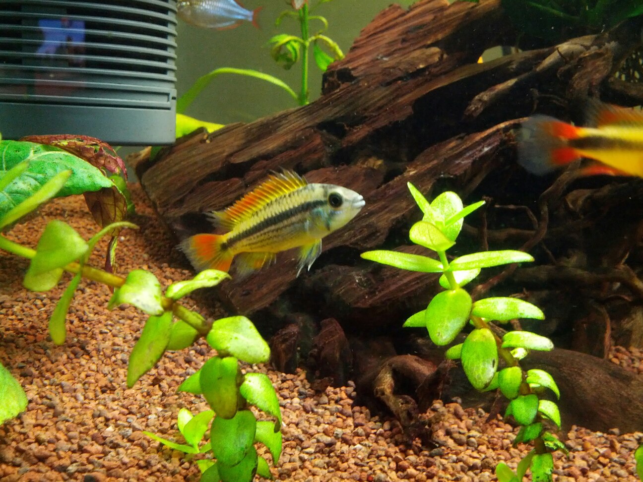 cacatuoide_orange_male3.jpg