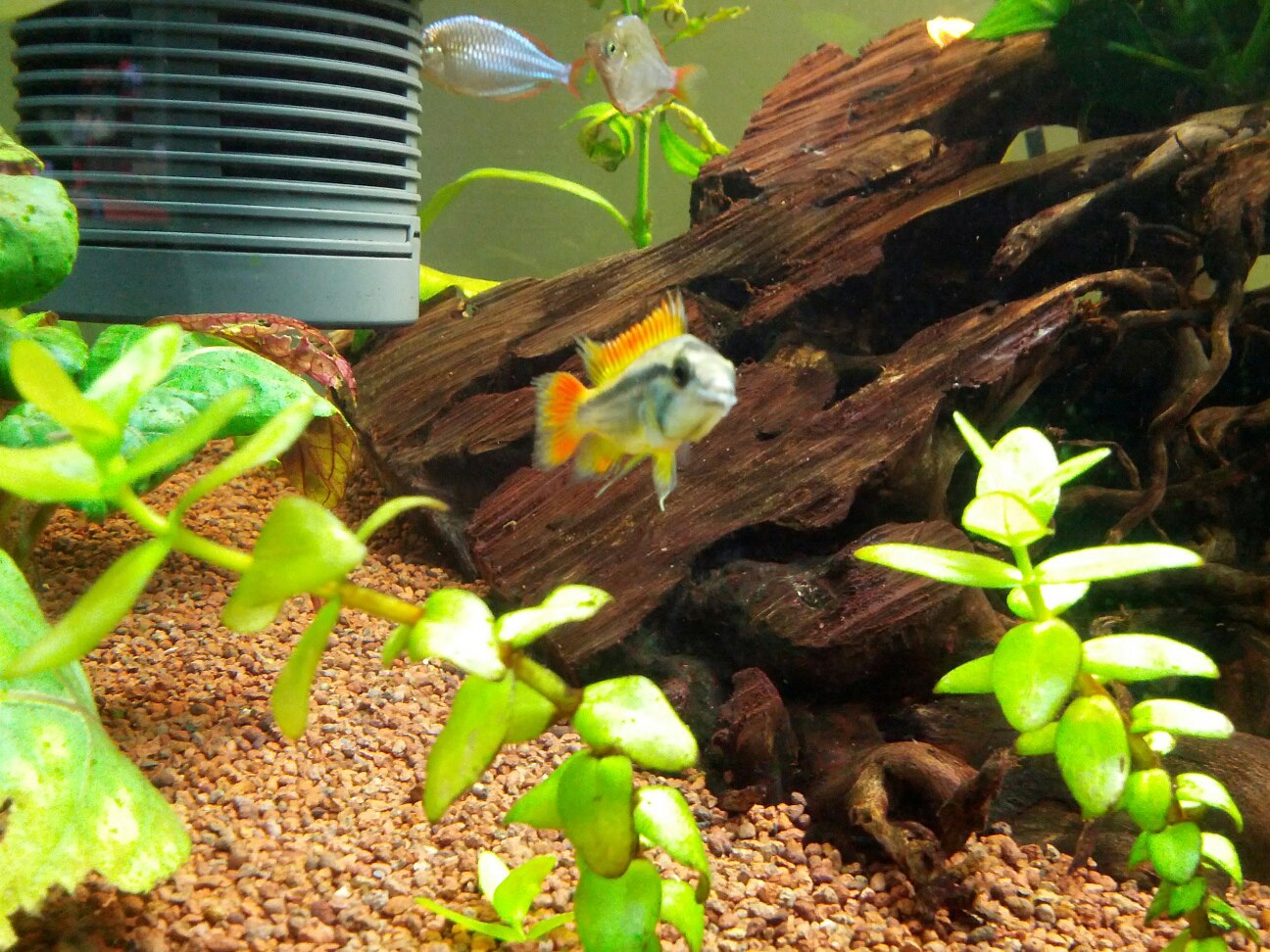 cacatuoide_orange_male4.jpg