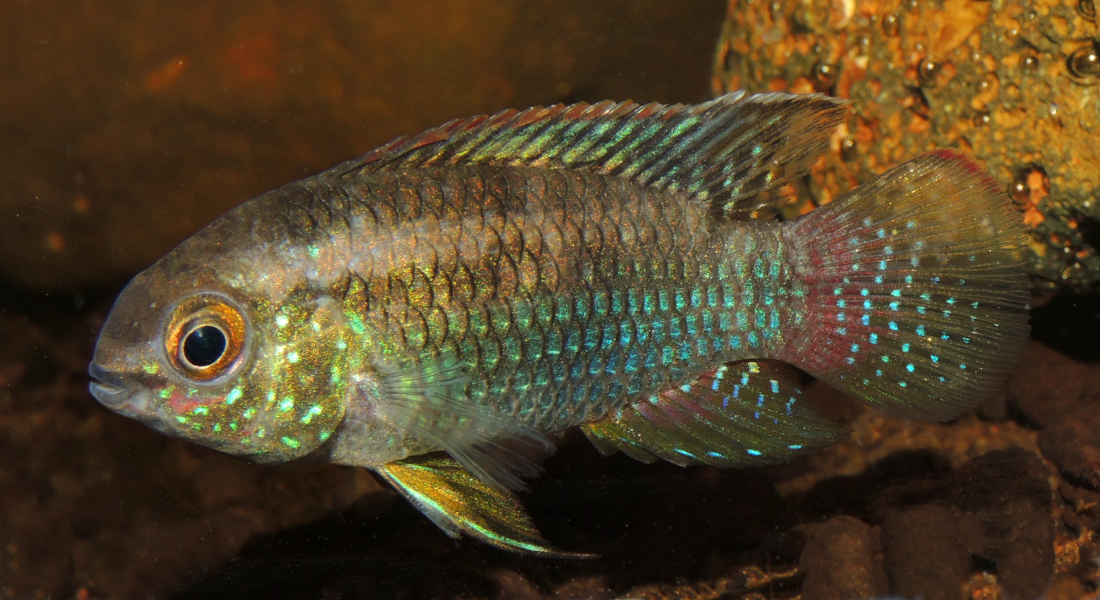 Curviceps male Port 1.png