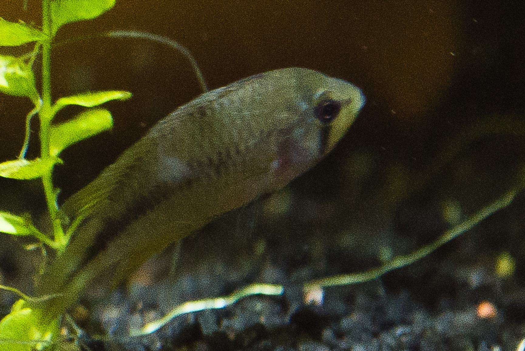 DSC_1650.jpg