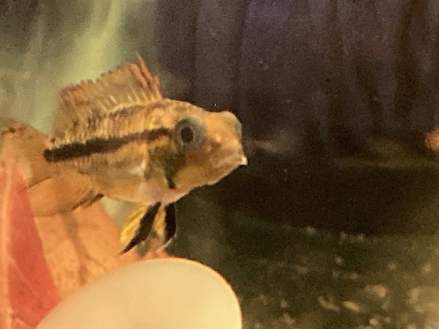 Female with mouth fungus.jpg