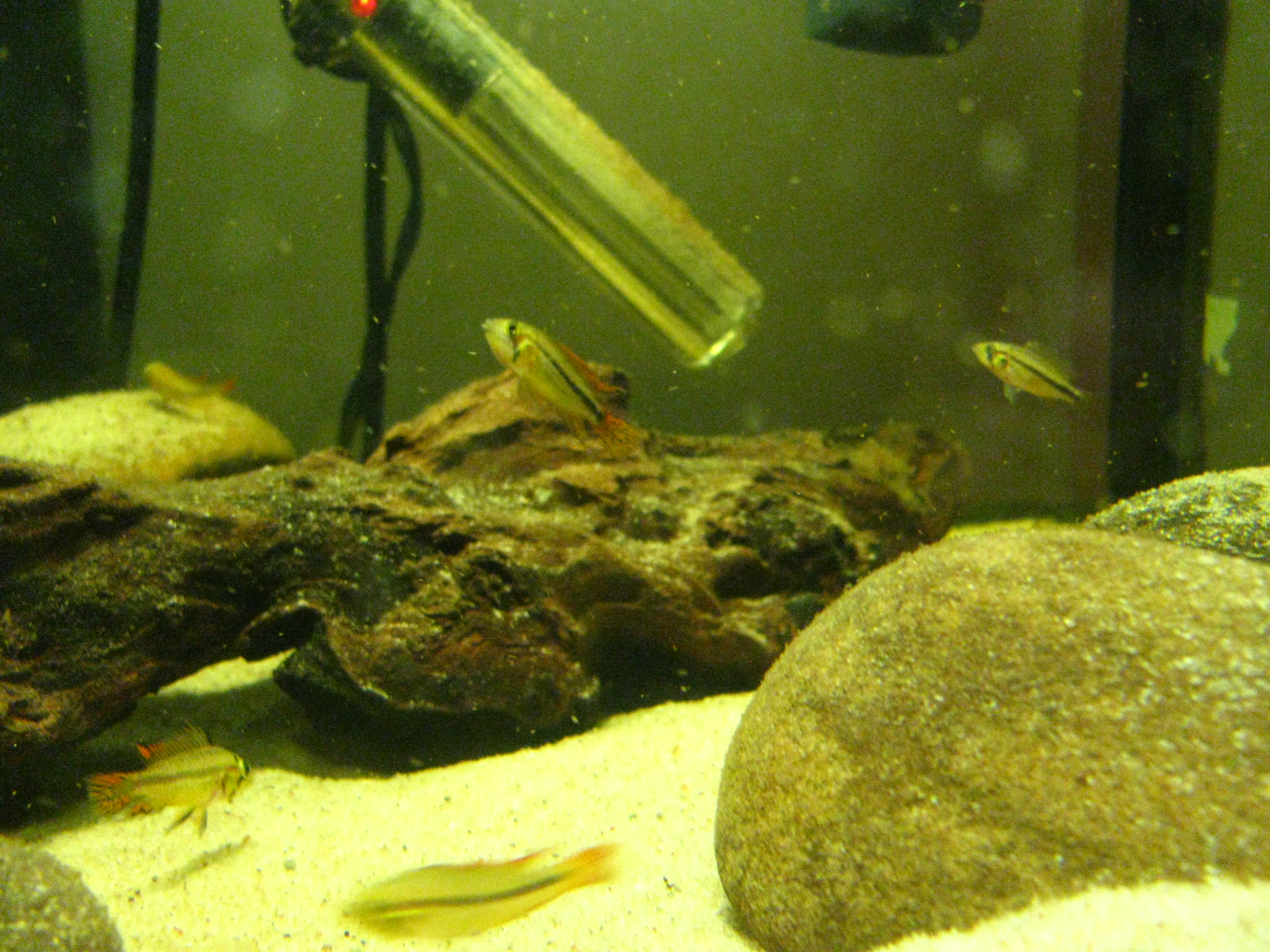 fish 015.JPG