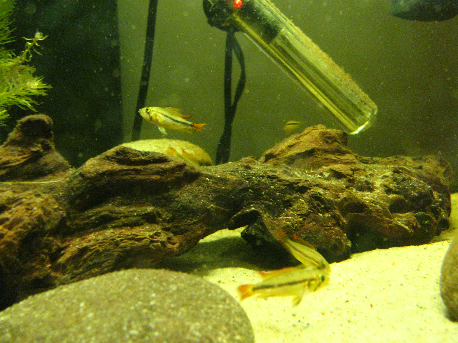 fish 016.JPG