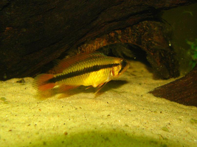 Fish 060.jpg