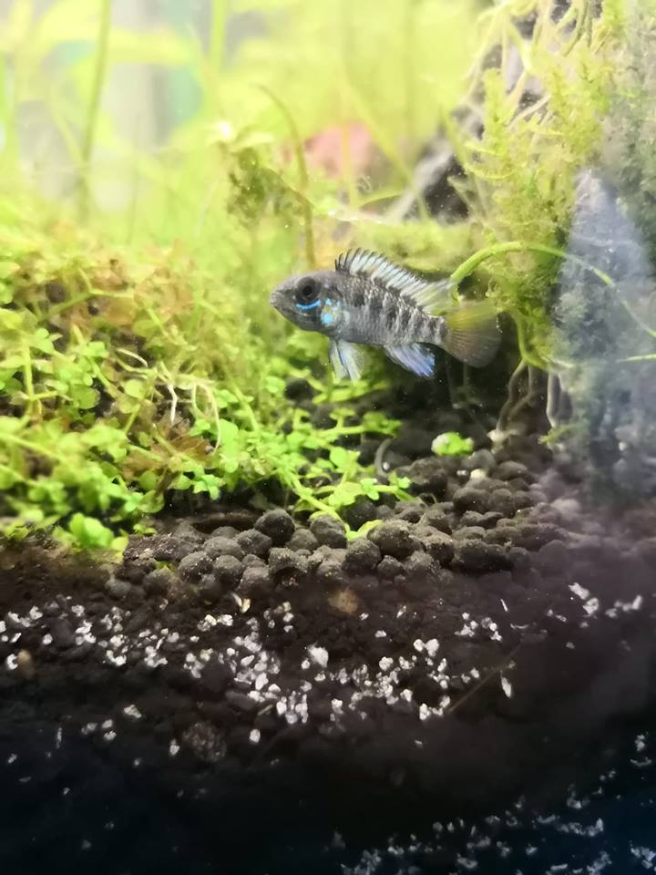 fish1.jpg