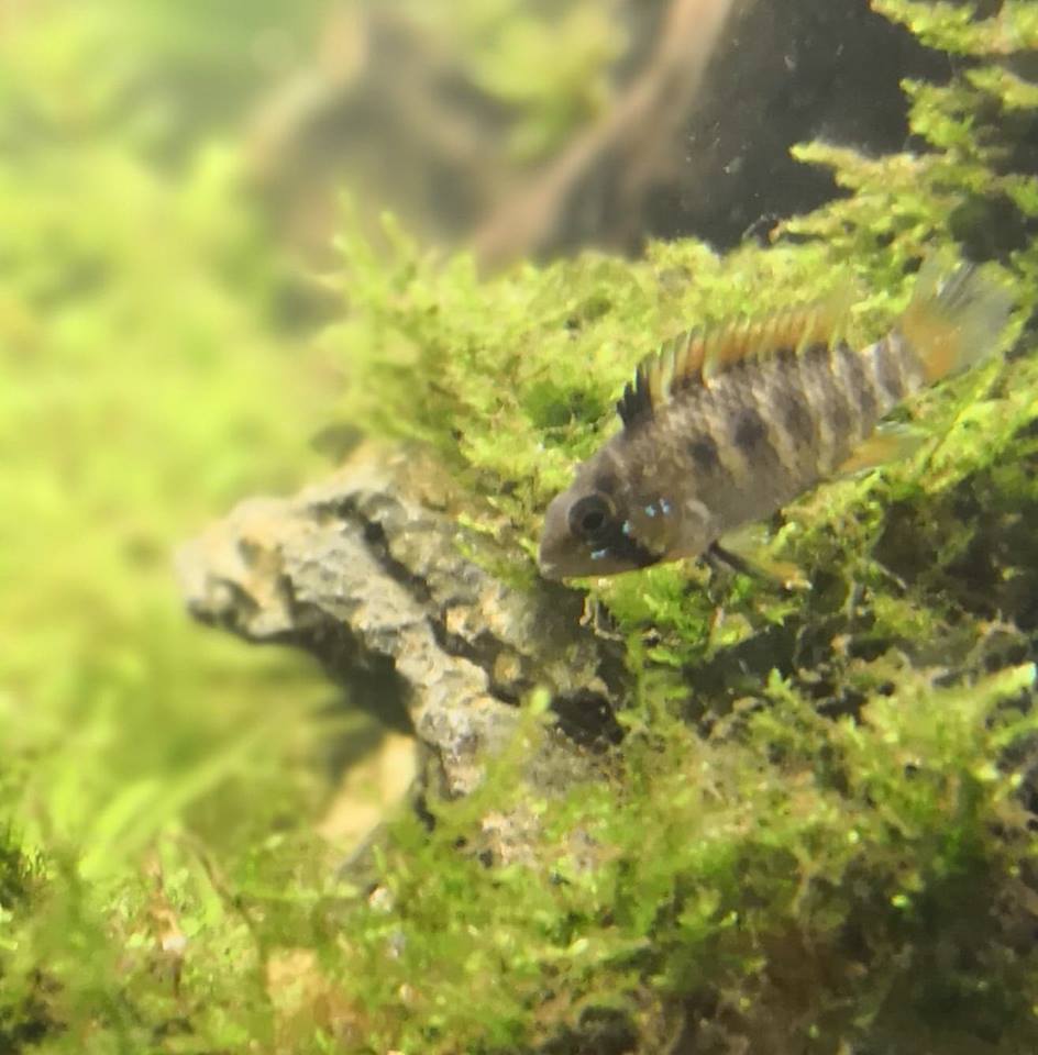 fish2.jpg
