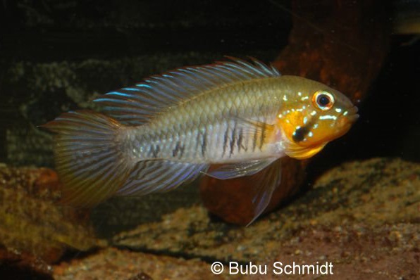 gibbiceps.jpg