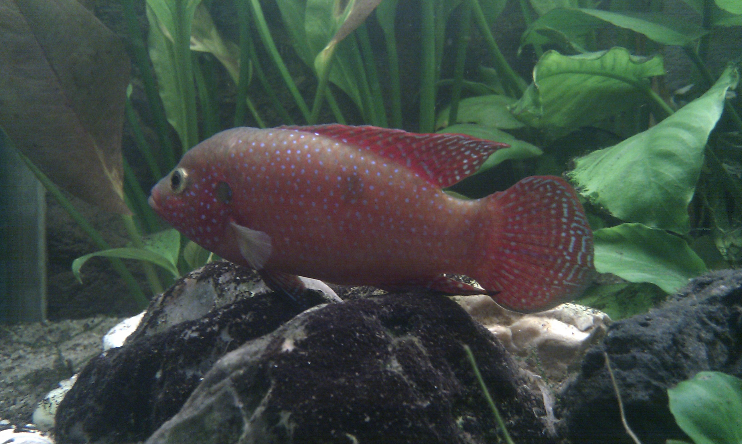 IMAG0156.jpg
