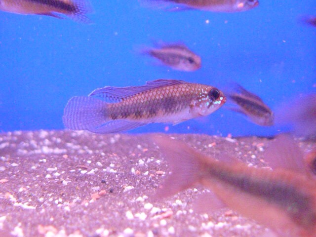ImageUploadedByTapatalk1417355182.320422.jpg