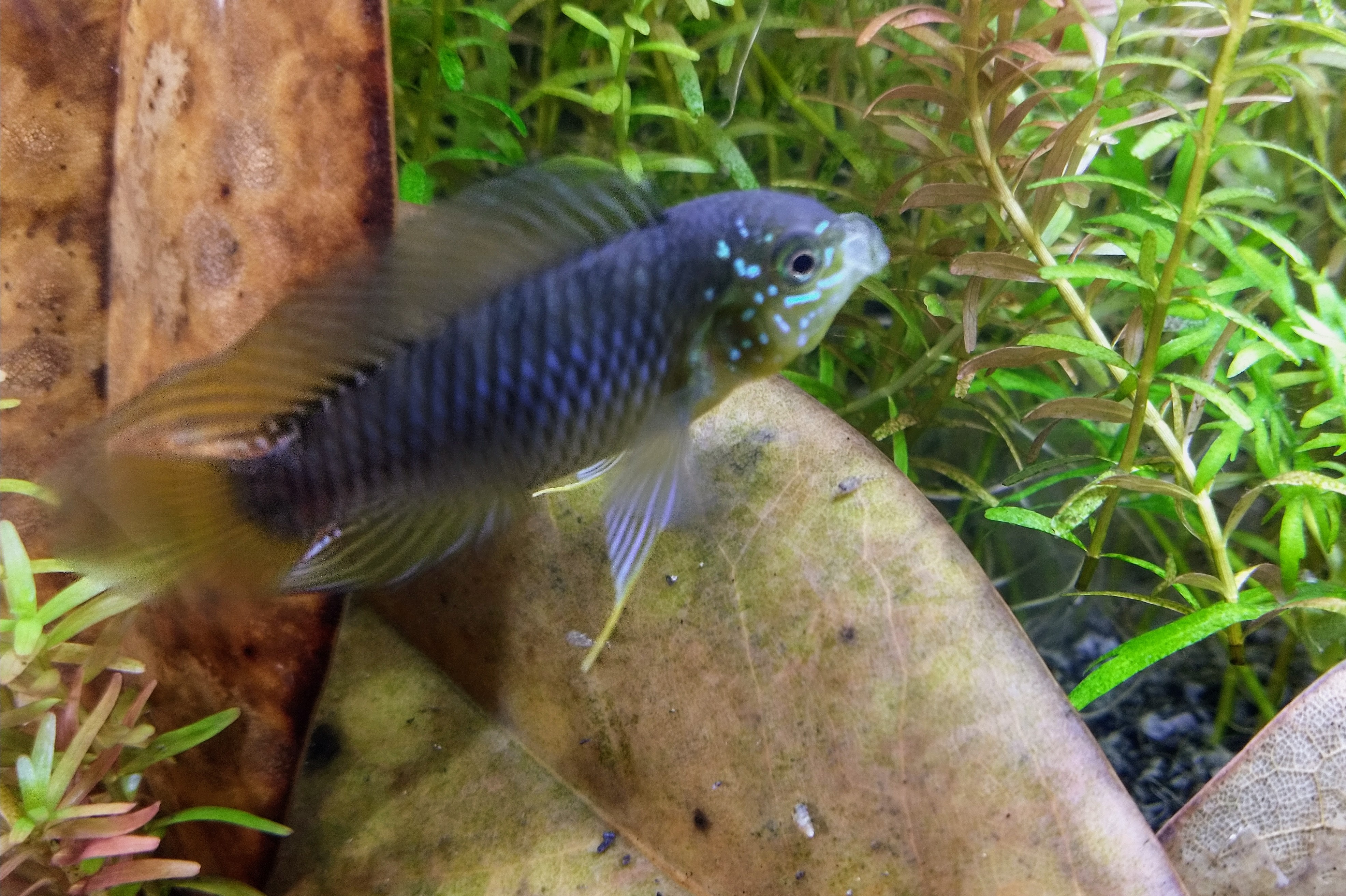 Male Parental Care In Borellii Apistogramma