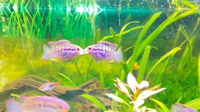 l. dorsigera lovers kiss.jpg