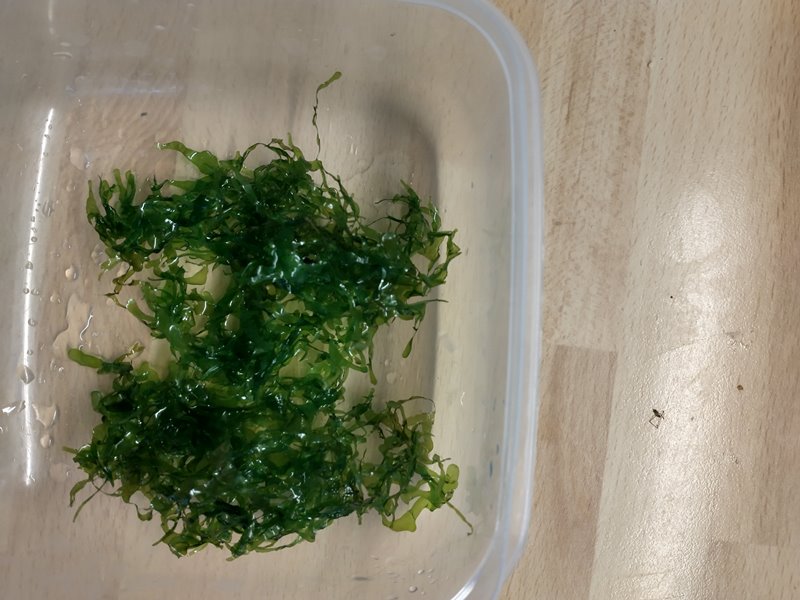 Lomariopsis.jpg
