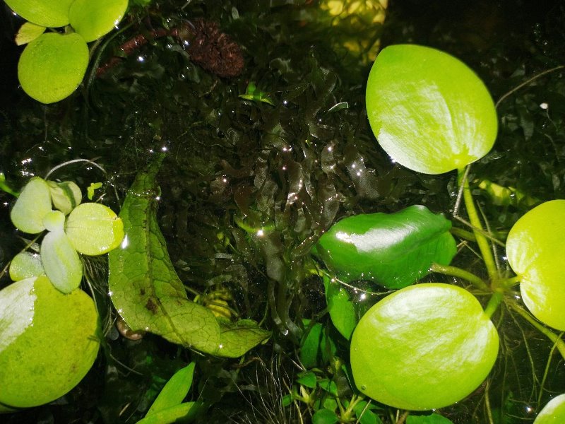 Lomariopsis1.jpg