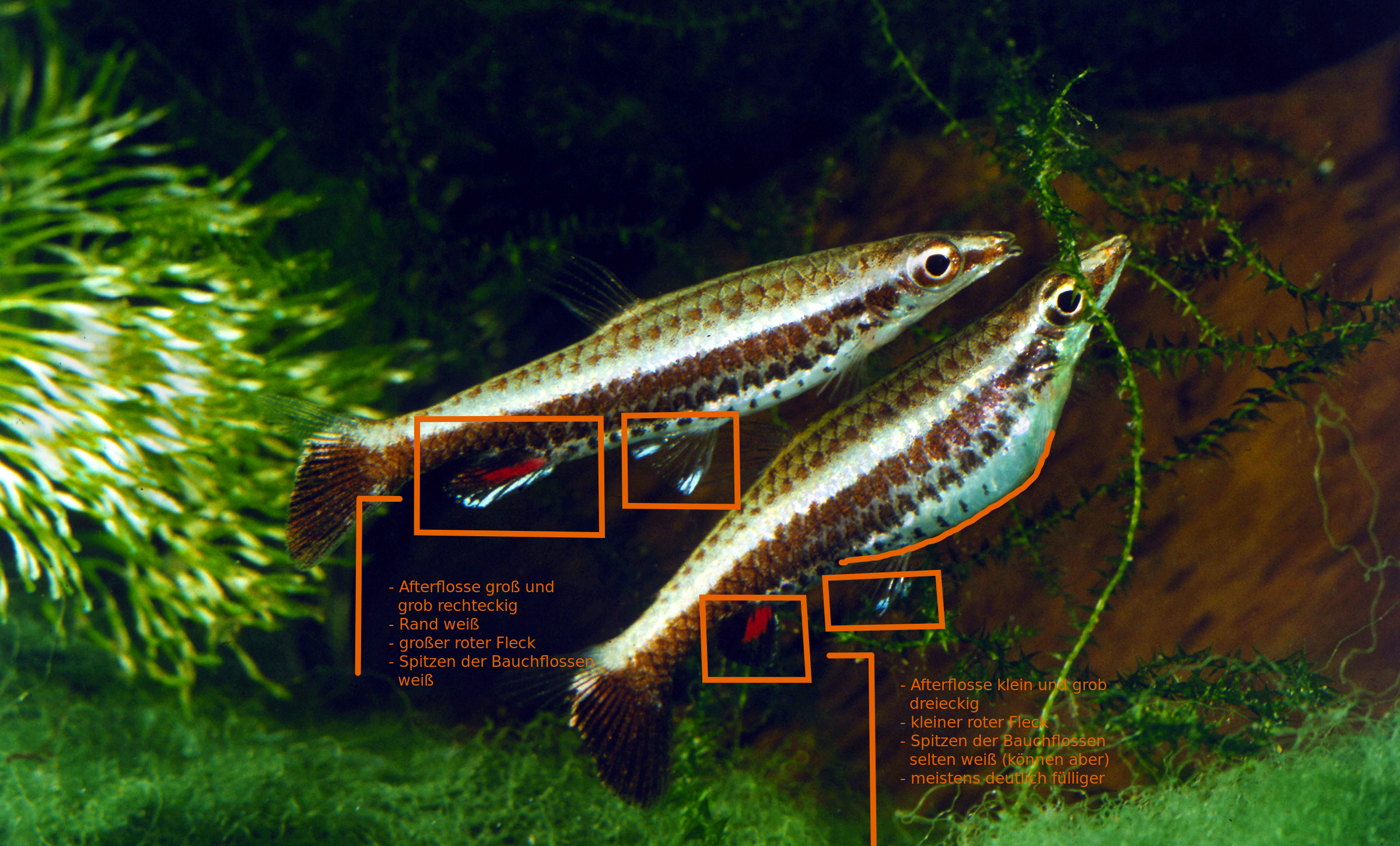 Nannostomus eques sexing.png