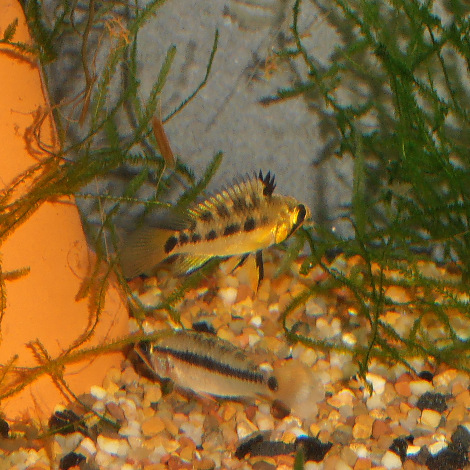 PB270404.JPG