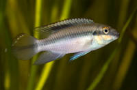 pelvicachromis (1).jpg