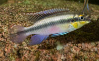 pelvicachromis (2).jpg