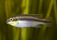 pelvicachromis (3).jpg