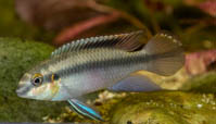 pelvicachromis (4).jpg