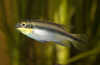 pelvicachromis (5).jpg
