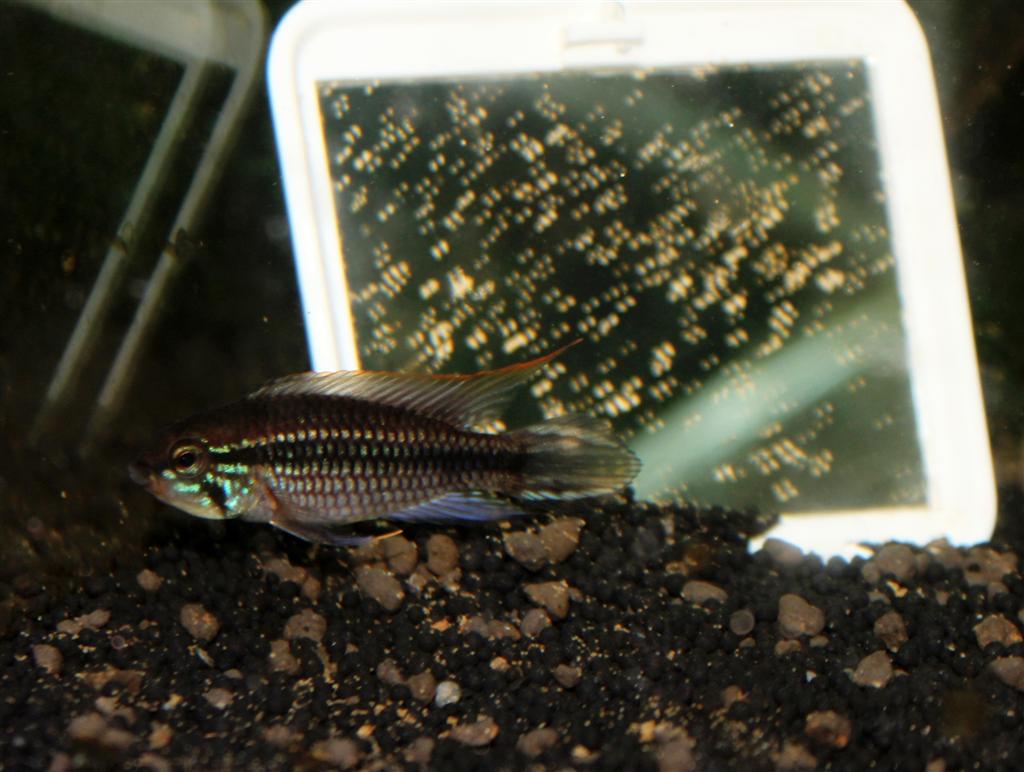 picture248large.jpg
