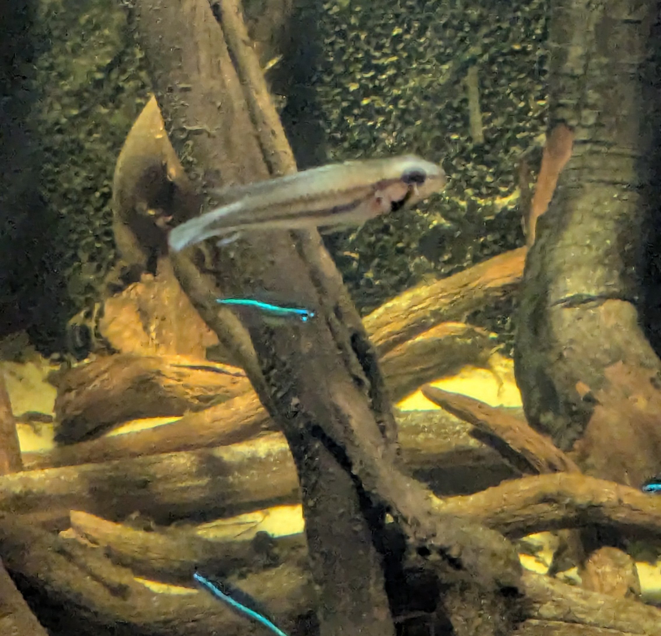 PXL_20251219_172631252-cropped.jpg